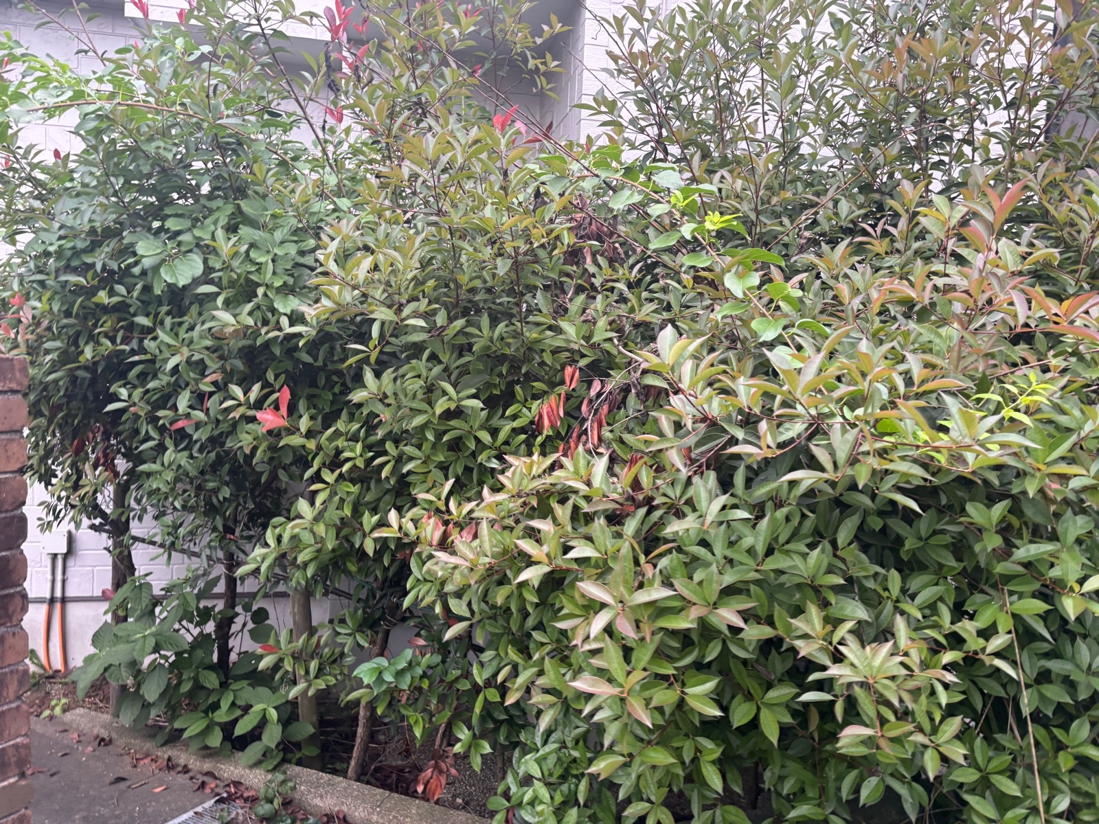 藤沢市　木　伐採