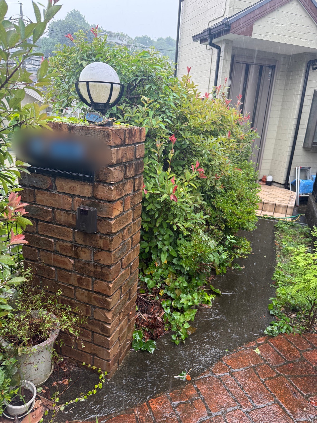 藤沢市 木 植物 伐採